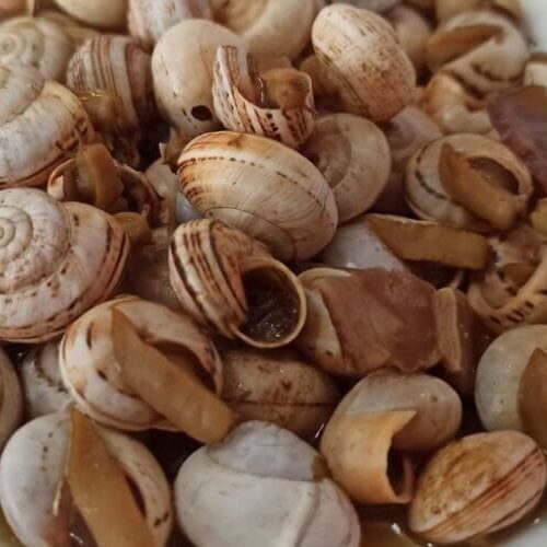 encurtido caracoles receta facil
