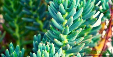 receta uña de gato raim pastor